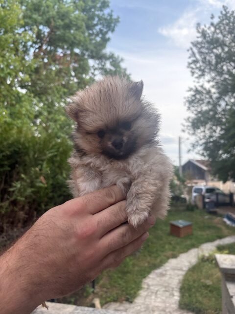 Chiot Spitz allemand nain LOF femelle sable charbonné Brillante Mira à l'élevage Des Lys d'Or et d'Argent