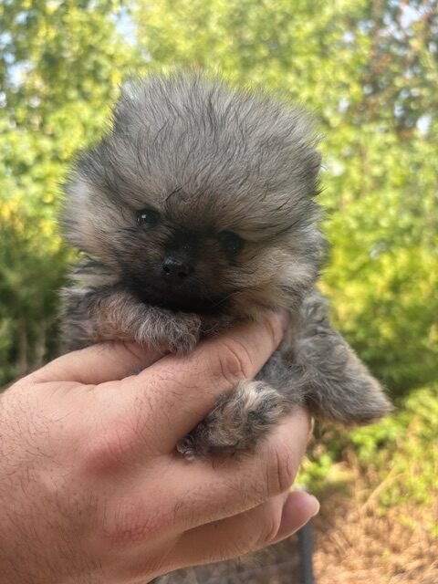 Chiot Spitz allemand nain LOF femelle sable charbonné Brillante Zoey à l'élevage Des Lys d'Or et d'Argent