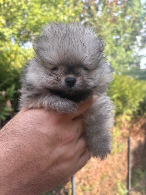Chiot Spitz allemand nain LOF femelle sable charbonné Brillante Rumi à l'élevage Des Lys d'Or et d'Argent