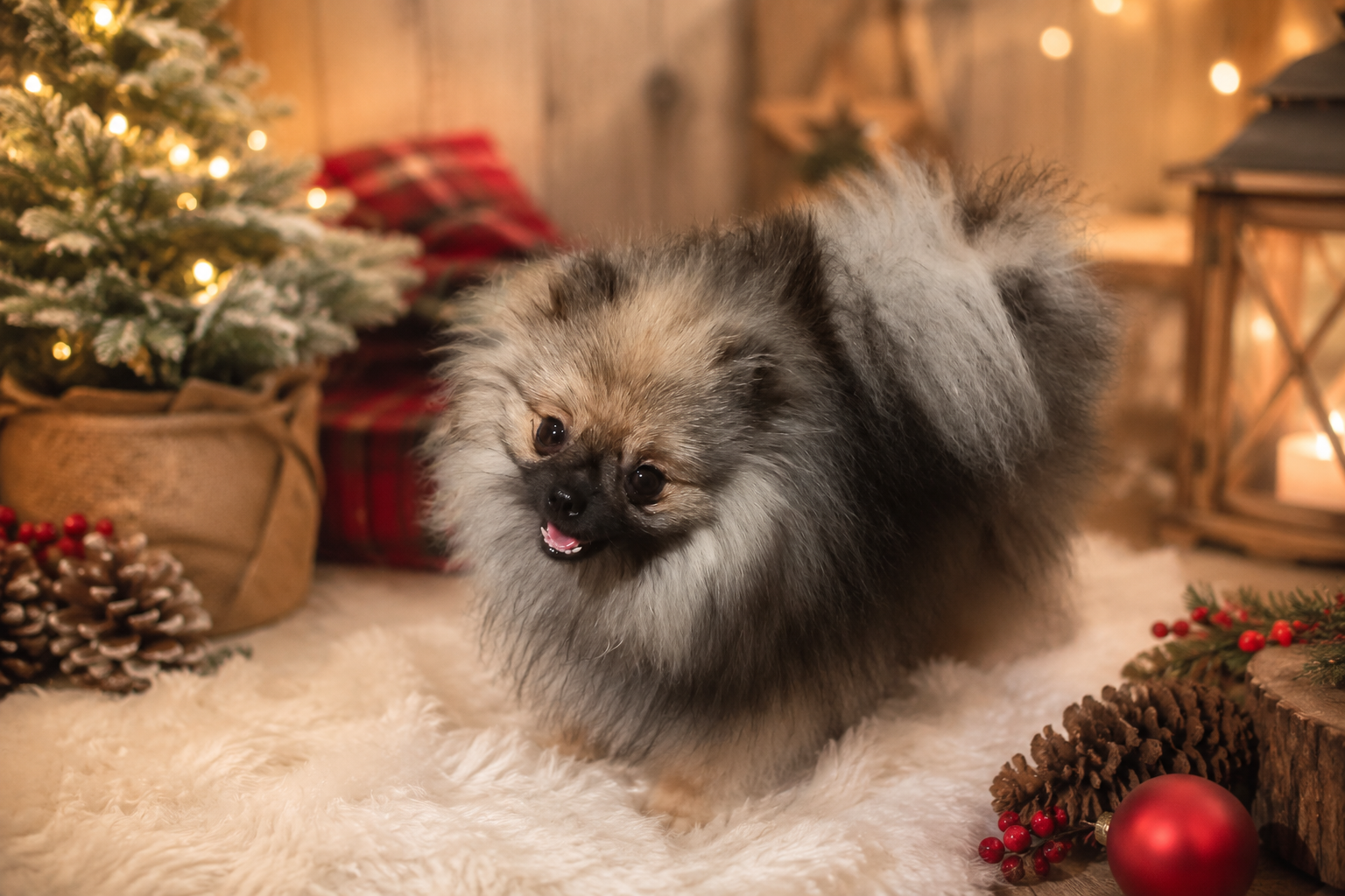 Hector, Spitz allemand nain LOF, photographié dans un décor de Noël chaleureux avec des lumières, des pommes de pin et un sapin enneigé.